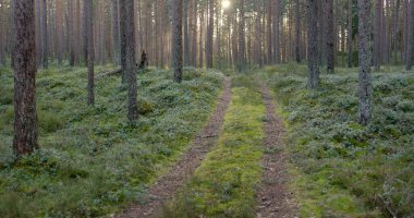 Görkemli Evergreen Ormanı 'ndan geçen yol. Güçlü çam ve çam ağaçları. Yumuşak günbatımı ışığı. Baharın başında. Saf doğa. Ekoloji, doğa yürüyüşü, sağlıklı yaşam tarzı kavramları