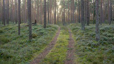 Görkemli Evergreen Ormanı 'ndan geçen yol. Güçlü çam ve çam ağaçları. Yumuşak günbatımı ışığı. Baharın başında. Saf doğa. Ekoloji, doğa yürüyüşü, sağlıklı yaşam tarzı kavramları