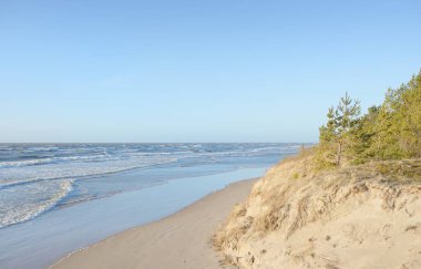 Fırtınadan sonra Baltık Denizi. Kum tepeleri, altın kum tepecikleri, yemyeşil çam ormanı. Resimli manzara, deniz manzarası, doğa. Panoramik manzara. Ekoloji, eko turizm, yürüyüş kavramları