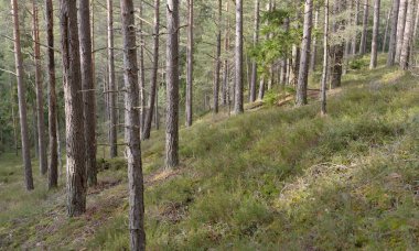 Görkemli Evergreen Ormanı. Güçlü çam ve çam ağaçları, yosun, eğrelti otu, bitkiler. Yumuşak güneş ışığı. Baharın başında. Saf doğa. Ekoloji, yürüyüş, temiz hava, sağlıklı yaşam tarzı kavramları.