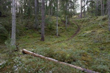 Görkemli Evergreen Ormanı. Güçlü çam ve çam ağaçları, yosun, eğrelti otu, bitkiler. Yumuşak güneş ışığı. Baharın başında. Saf doğa. Ekoloji, yürüyüş, temiz hava, sağlıklı yaşam tarzı kavramları.