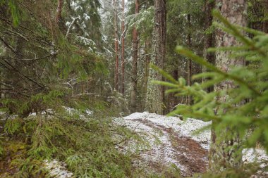 Görkemli yeşil bir ormanda karla kaplı tepeler, güçlü çam ve çam ağaçları, ağaç kütükleri, yosunlar, bitkiler. Atmosferik kış sahnesi. Doğa, eko-turizm, yürüyüş. Hava görünümü