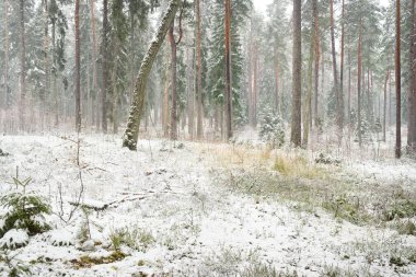 Karla kaplı çam ağacı ormanı. Kar fırtınası. Her daim yeşil olan ağaçlar. Karanlık atmosferik manzara. Idyllic kırsal kesim. Kış Harikalar Diyarı. Panoramik manzara. Saf doğa, eko-turizm.