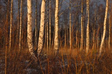 Gün batımında huş ağacı ormanı. Güçlü ağaçlar. İlk kar, kışın başında. Yumuşak güneş ışığı. Doğa, mevsimler, eko-turizm