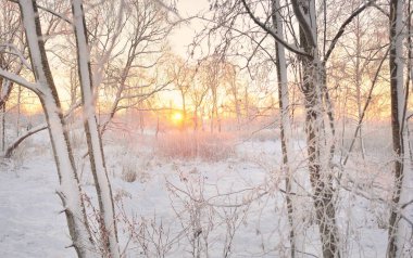 Güneş doğarken, karla kaplı, yemyeşil bir ormanın atmosferik manzarası. Saf altın güneş ışığı. Güçlü ağaçlar, ağaç kütükleri, kar tepeleri. Kış Harikalar Diyarı. Mevsimler, ekoloji, eko-turizm, Noel tatilleri