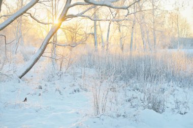 Güneş doğarken, karla kaplı, yemyeşil bir ormanın atmosferik manzarası. Saf altın güneş ışığı. Güçlü ağaçlar, ağaç kütükleri, kar tepeleri. Kış Harikalar Diyarı. Mevsimler, ekoloji, eko-turizm, Noel tatilleri