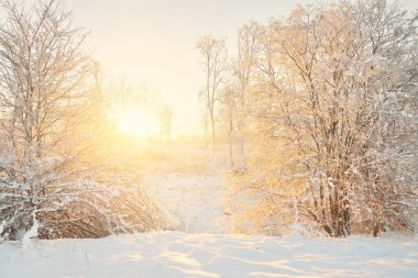 Güneş doğarken, karla kaplı, yemyeşil bir ormanın atmosferik manzarası. Saf altın güneş ışığı. Güçlü ağaçlar, ağaç kütükleri, kar tepeleri. Kış Harikalar Diyarı. Mevsimler, ekoloji, eko-turizm, Noel tatilleri