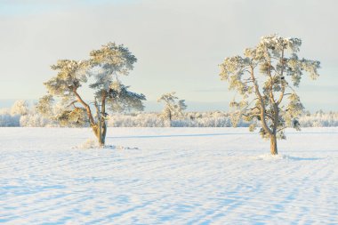 Güçlü çam ağaçları, karla kaplı tarlalar, taze karda insan izleri. Saf güneş ışığı. Kış Harikalar Diyarı. Ekoloji, eko-turizm, çevre koruma, noel tatilleri, kayak