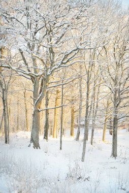 Güneş doğarken, karla kaplı, yemyeşil bir ormanın atmosferik manzarası. Saf altın güneş ışığı. Güçlü ağaçlar, ağaç kütükleri, kar tepeleri. Kış Harikalar Diyarı. Mevsimler, ekoloji, eko-turizm, Noel tatilleri