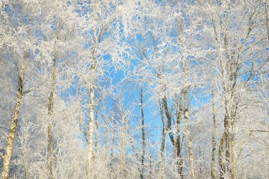 Karla kaplı ağaçlar, buzullar. Orman çayırı. Saf güneş ışığı, açık mavi gökyüzü. Kış Harikalar Diyarı. Ekoloji, eko turizm, çevre koruma