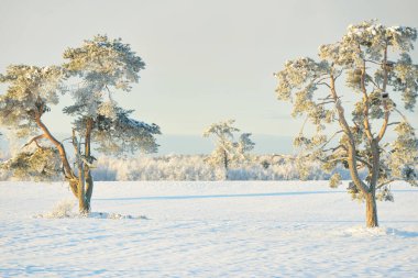 Güçlü çam ağaçları, karla kaplı tarlalar, taze karda insan izleri. Saf güneş ışığı. Kış Harikalar Diyarı. Ekoloji, eko-turizm, çevre koruma, noel tatilleri, kayak