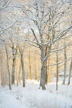 Güneş doğarken, karla kaplı, yemyeşil bir ormanın atmosferik manzarası. Saf altın güneş ışığı. Güçlü ağaçlar, ağaç kütükleri, kar tepeleri. Kış Harikalar Diyarı. Mevsimler, ekoloji, eko-turizm, Noel tatilleri