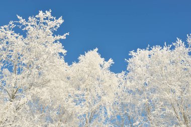 Karla kaplı ağaçlar, buzullar. Orman çayırı. Saf güneş ışığı, açık mavi gökyüzü. Kış Harikalar Diyarı. Ekoloji, eko turizm, çevre koruma