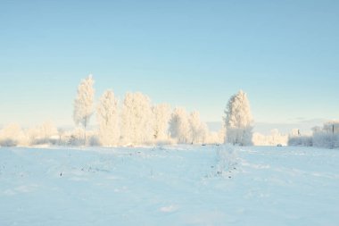Karla kaplı ağaçlar, buzullar. Orman çayırı. Saf güneş ışığı, açık mavi gökyüzü. Kış Harikalar Diyarı. Ekoloji, eko turizm, çevre koruma