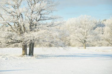 Kudretli meşe ağacı, karla kaplı tarla, taze karda insan izleri. Orman çayırı. Saf güneş ışığı. Kış Harikalar Diyarı. Ekoloji, eko turizm, çevre koruma, noel tatilleri, kayak