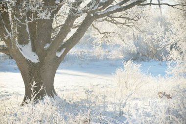 Kudretli meşe ağacı, karla kaplı tarla, taze karda insan izleri. Orman çayırı. Saf güneş ışığı. Kış Harikalar Diyarı. Ekoloji, eko turizm, çevre koruma, noel tatilleri, kayak