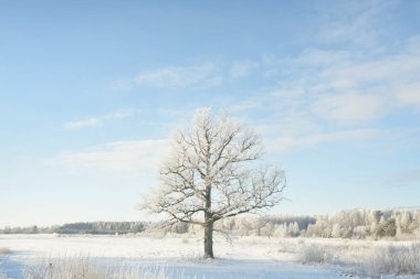 Kudretli meşe ağacı, karla kaplı tarla, taze karda insan izleri. Orman çayırı. Saf güneş ışığı. Kış Harikalar Diyarı. Ekoloji, eko turizm, çevre koruma, noel tatilleri, kayak