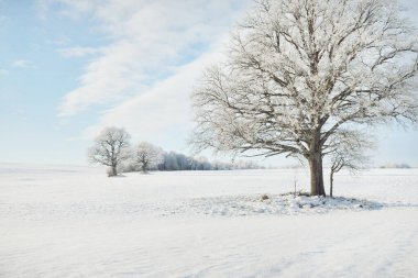 Kudretli meşe ağacı, karla kaplı tarla, taze karda insan izleri. Orman çayırı. Saf güneş ışığı. Kış Harikalar Diyarı. Ekoloji, eko turizm, çevre koruma, noel tatilleri, kayak
