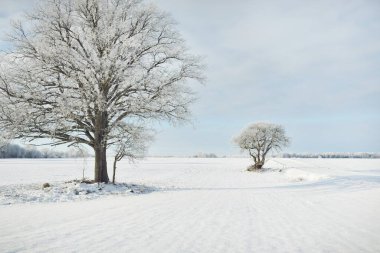 Kudretli meşe ağacı, karla kaplı tarla, taze karda insan izleri. Orman çayırı. Saf güneş ışığı. Kış Harikalar Diyarı. Ekoloji, eko turizm, çevre koruma, noel tatilleri, kayak