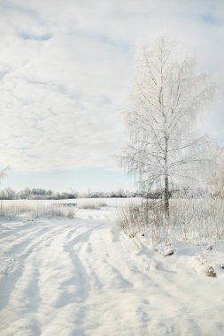 Karla kaplı ağaçlar. Saf güneş ışığı, açık mavi gökyüzü. Kış Harikalar Diyarı. Ekoloji, eko turizm, çevre koruma, Noel tatilleri