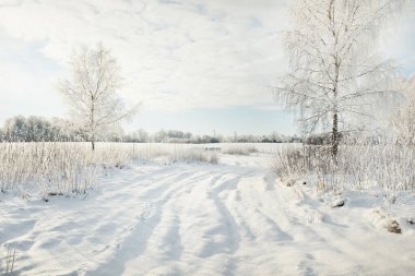 Karla kaplı ağaçlar. Saf güneş ışığı, açık mavi gökyüzü. Kış Harikalar Diyarı. Ekoloji, eko turizm, çevre koruma, Noel tatilleri