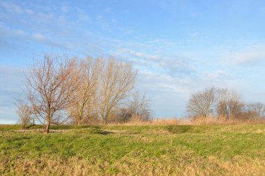 Açık mavi gökyüzü, orman parkının üzerinde parlayan bulutlar. Ağaç siluetleri. Bulutlar. Bahar. Meteoroloji, ekoloji, iklim değişikliği, din, cennet, umut, barış, grafik kaynakları, kopyalama alanı