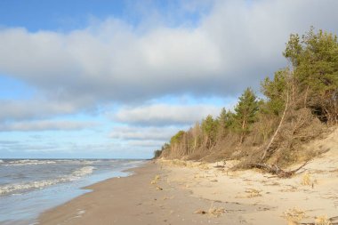 Fırtınadan sonra Baltık Denizi. Kum tepeleri, altın kum tepeleri, görkemli yeşil çam ormanları. Resimli manzara, deniz manzarası, doğa. Panoramik manzara. Ekoloji, eko turizm, yürüyüş kavramları