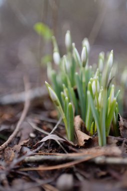 Ormanda küçük kır çiçekleri (Galanthus). Çiçek tomurcuğu. Kış sıcağı, Avrupa 'nın ilkbaharı. Saflığın, huzurun, sevincin sembolü. Başlangıç olarak, Paskalya konsepti. Doğa, çevre, ekoloji