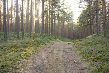 Görkemli Evergreen Ormanı 'ndan geçen yol. Güçlü çam ve çam ağaçları. Yumuşak günbatımı ışığı. Baharın başında. Saf doğa. Ekoloji, doğa yürüyüşü, sağlıklı yaşam tarzı kavramları