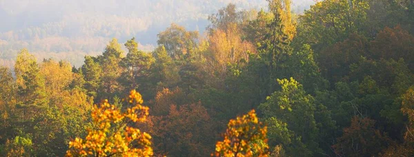 高加山谷和五彩斑斓的金黄色森林在日出时分浓密的晨雾中 拉脱维亚Sigulda 令人叹为观止的全景鸟瞰 纯自然 — 图库照片