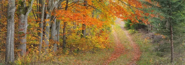 Kayın ağacı ormanından geçen kırsal yol. Doğal tünel. Güçlü ağaç gövdeleri, sarı, kırmızı, turuncu yapraklar. Idyllic sonbahar manzarası. Ekoloji, doğa, eko-turizm, eğlence, İskandinav yürüyüşü. Almanya
