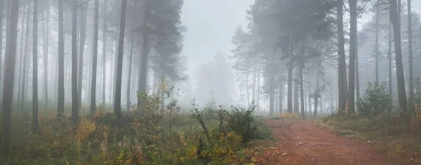 Rural road (pathway) through the evergreen forest in a fog at sunrise. Mighty trees, green and golden plants. Ecology, seasons, autumn, eco tourism, environmental conservation