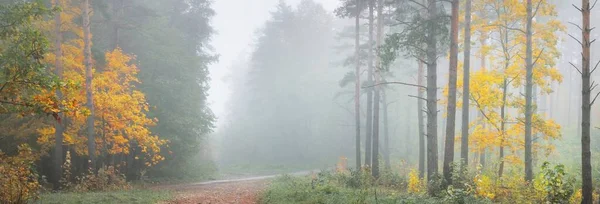 Rural Road Pathway Evergreen Forest Fog Sunrise Mighty Trees Green — Fotografia de Stock