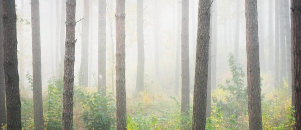 Atmospheric landscape of the evergreen forest in a fog at sunrise. Mighty trees, young green and golden leaves. Ecology, seasons, autumn, ecotourism, environmental conservation. Europe