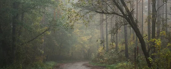 Rural Road Pathway Evergreen Forest Fog Sunrise Mighty Trees Green — Fotografia de Stock