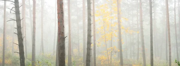 Атмосферний Ландшафт Вічнозеленого Лісу Тумані Світанку Могутні Дерева Молоді Зелені — стокове фото