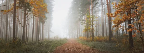 Rural road (pathway) through the evergreen forest in a fog at sunrise. Ancient pine trees, green and golden plants, maple close-up. Ecology, seasons, autumn, ecotourism, environmental conservation