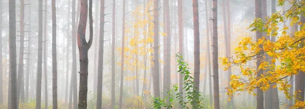 Paysage Atmosphérique Forêt Feuilles Persistantes Dans Brouillard Lever Soleil Arbres — Photo