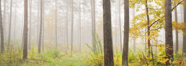 Atmospheric landscape of the evergreen forest in a fog at sunrise. Mighty trees, young green and golden leaves. Ecology, seasons, autumn, ecotourism, environmental conservation. Europe
