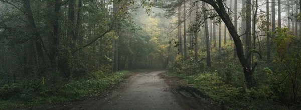 Rural Road Pathway Evergreen Forest Fog Sunrise Mighty Trees Green — Fotografia de Stock