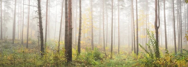 日の出の霧の中で常緑樹林の大気中の風景 強大な木 若い緑と黄金の葉 生態系 生態系 環境保全 ヨーロッパ — ストック写真