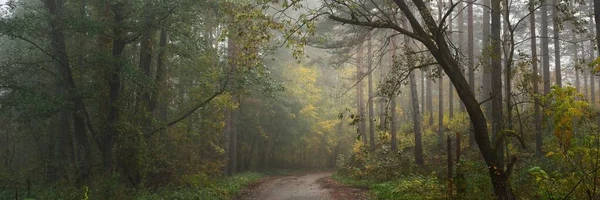 Caminho Estrada Rural Através Floresta Misterioso Nevoeiro Matutino Túnel Natural — Fotografia de Stock