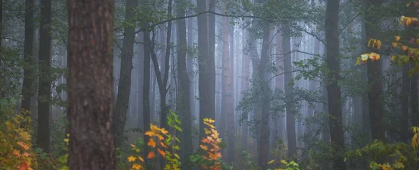 Paisagem Atmosférica Floresta Perene Num Nevoeiro Nascer Sol Árvores Poderosas — Fotografia de Stock