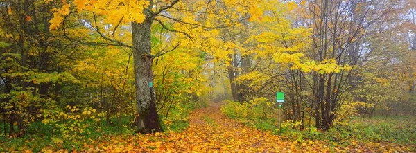 Renkli yeşil, sarı, turuncu, altın yapraklı kudretli ağaçlar. Yumuşak ışık. Doğal dokular, grafik kaynaklar. Orman parkının atmosferik manzarası. Sonbahar, mevsimler, çevre