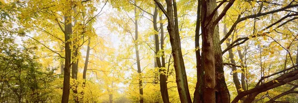 Mighty Trees Colorful Green Yellow Orange Golden Leaves Soft Light — Photo