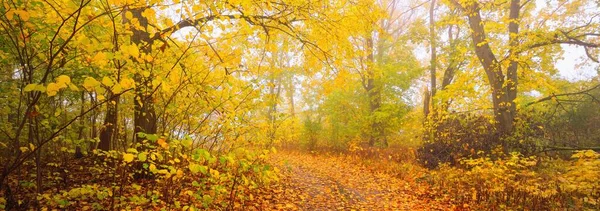 Ormandaki patika (kırsal yol, sokak). Renkli yeşil, sarı, turuncu, altın yapraklı yaprak döken ağaçlar. Dalların arasından güneş ışınları. Doğal tünel. Sonbahar, mevsimler, çevre