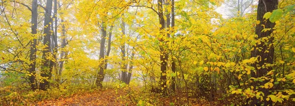 Stezka Venkovská Silnice Ulička Lese Opadavé Stromy Barevnými Zelenými Žlutými — Stock fotografie