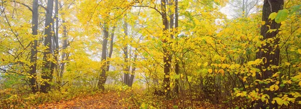 Ormandaki patika (kırsal yol, sokak). Renkli yeşil, sarı, turuncu, altın yapraklı yaprak döken ağaçlar. Dalların arasından güneş ışınları. Doğal tünel. Sonbahar, mevsimler, çevre