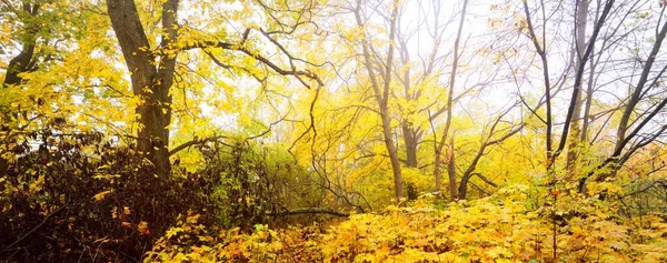 Mohutné Stromy Barevnými Zelenými Žlutými Oranžovými Zlatými Listy Měkké Světlo — Stock fotografie