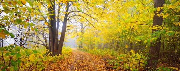 Pathway Landweg Steegje Het Bos Bladverliezende Bomen Met Kleurrijke Groene — Stockfoto